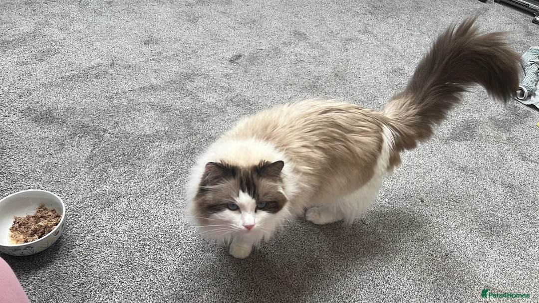 American Wirehair cats for sale:  ragdoll neutred microchipped  in Batley - Advert 2