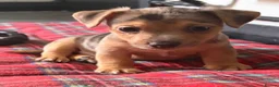 Jack Russell dogs for sale:  REDUCED Rainbow jack russell READY TO LEAVE NOW!! - Advert 4