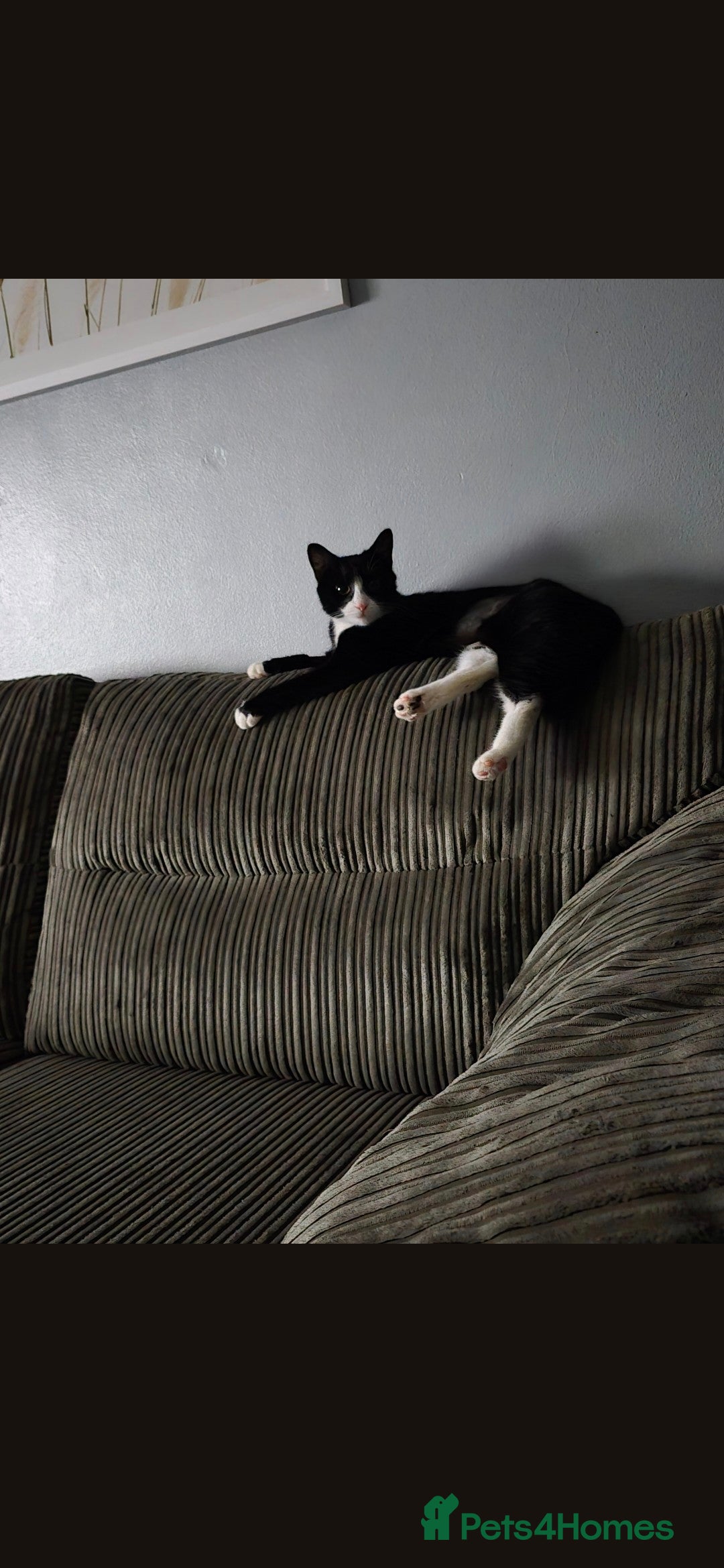 Mixed Breed cats 2 yr old female cat - Advert 18