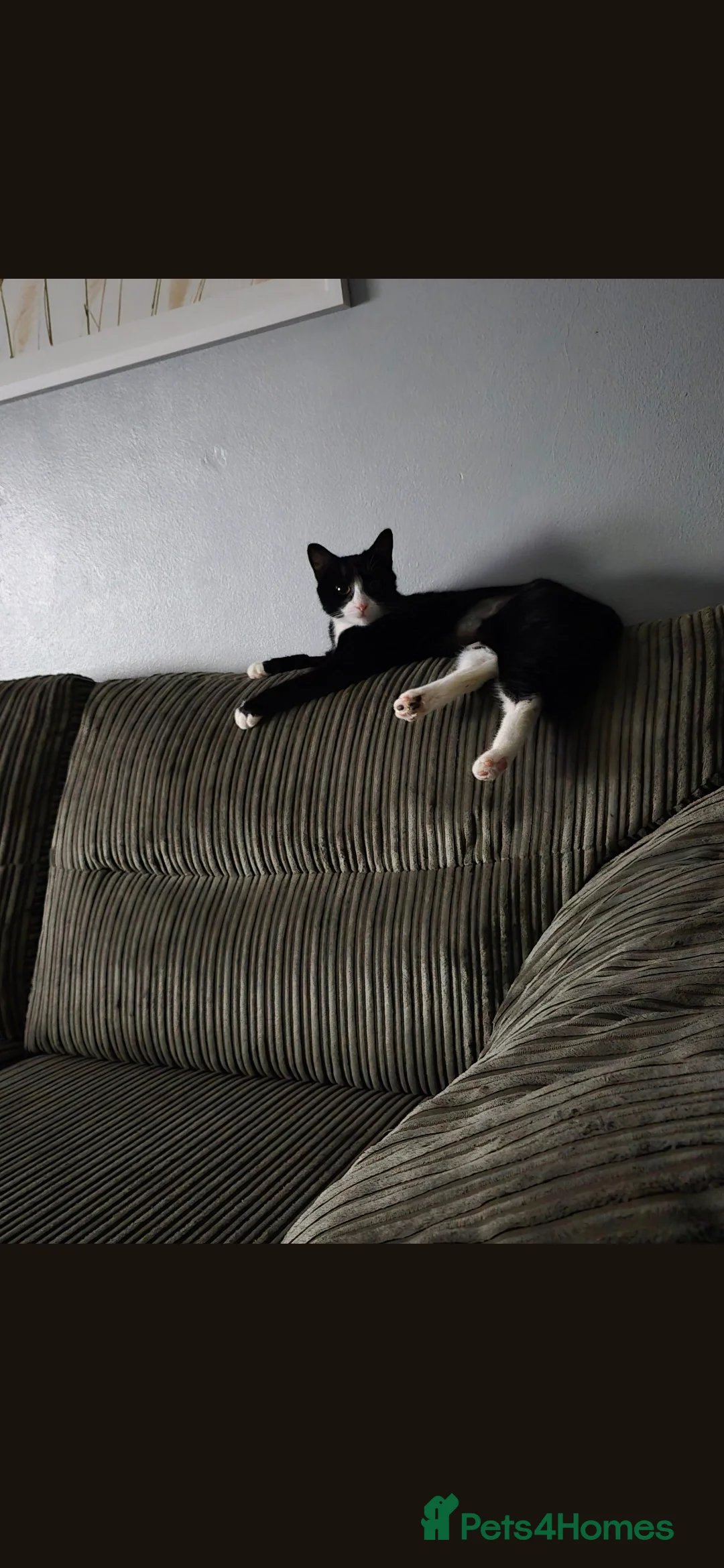 Mixed Breed cats for sale: 2 yr old female cat in Blackpool - Advert 1