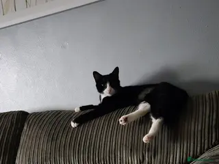 Mixed Breed cats 2 yr old female cat - Advert 18