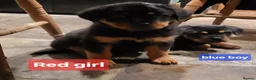 Rottweiler dogs for sale: Chunky Rottweiler Puppies - Advert 23