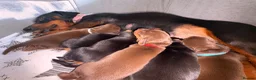 Miniature Dachshund dogs for sale: Miniature dachshund puppies - Advert 10