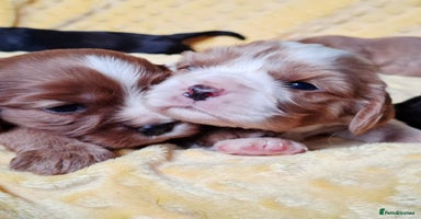 Cavalier King Charles Spaniel dogs KCC spaniels boys @ girls healt tested parents  - Advert 4