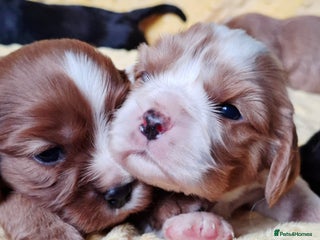 Cavalier King Charles Spaniel dogs KCC spaniels boys @ girls healt tested parents - Advert 4
