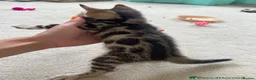 Bengal cats for sale: Ready to leave now  - Advert 16