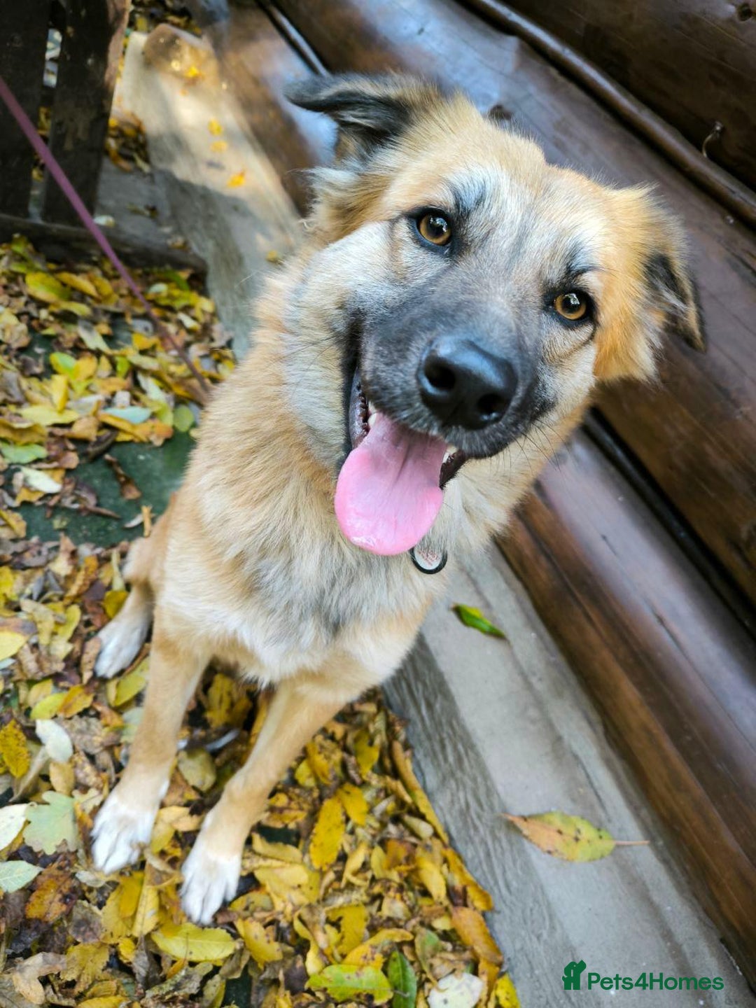 Mixed Breed dogs for adoption: 🐶💖 SOFIE 💖🐶 - Advert 10