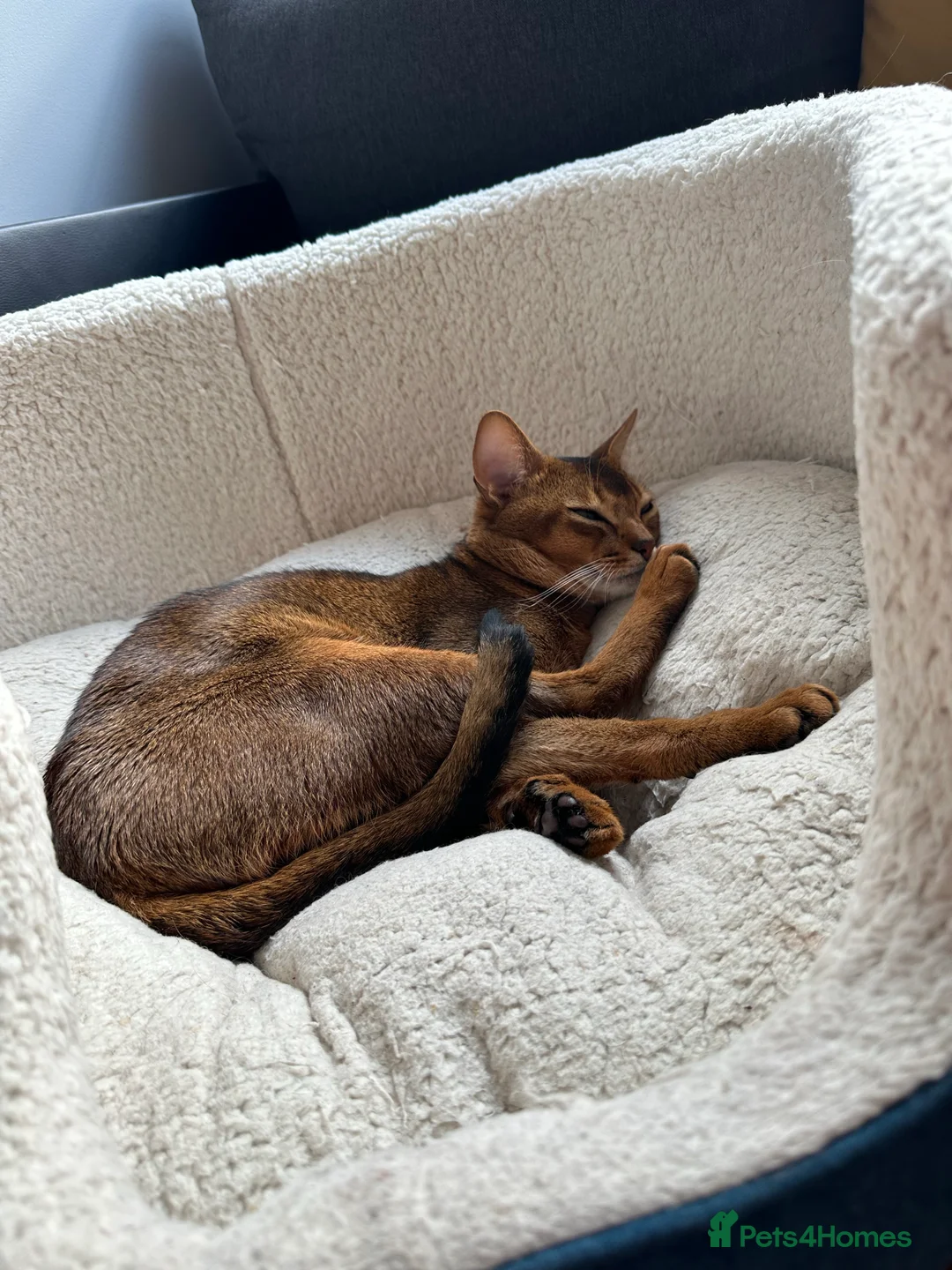 Abyssinian cats for stud: Champion line Aby boy for stud in Romford - Advert 28