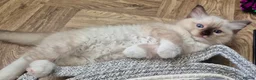 Ragdoll cats for sale: Outstanding TICA reg Ragdoll Male Deep Blue Eyes. - Advert 22