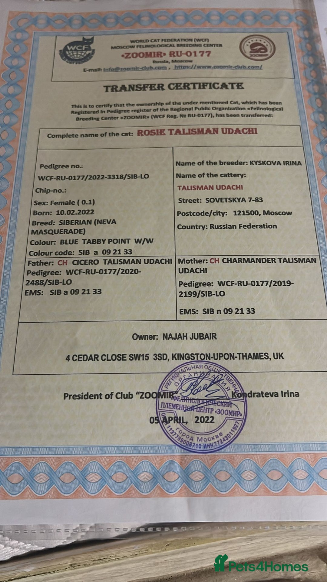 Siberian cats for sale: Affectionate Female Cat - Advert 4