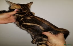 Bengal cats for sale: Top quality pure Marble Bengal kitten available  in Watford - Image 4