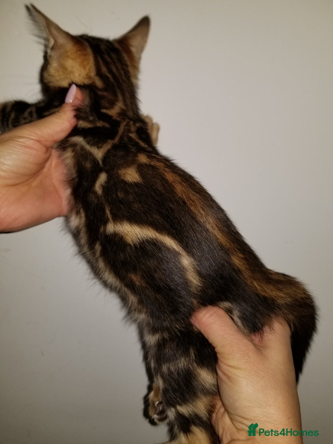 Bengal cats for sale: Top quality pure Marble Bengal kitten available  in Watford - Image 4