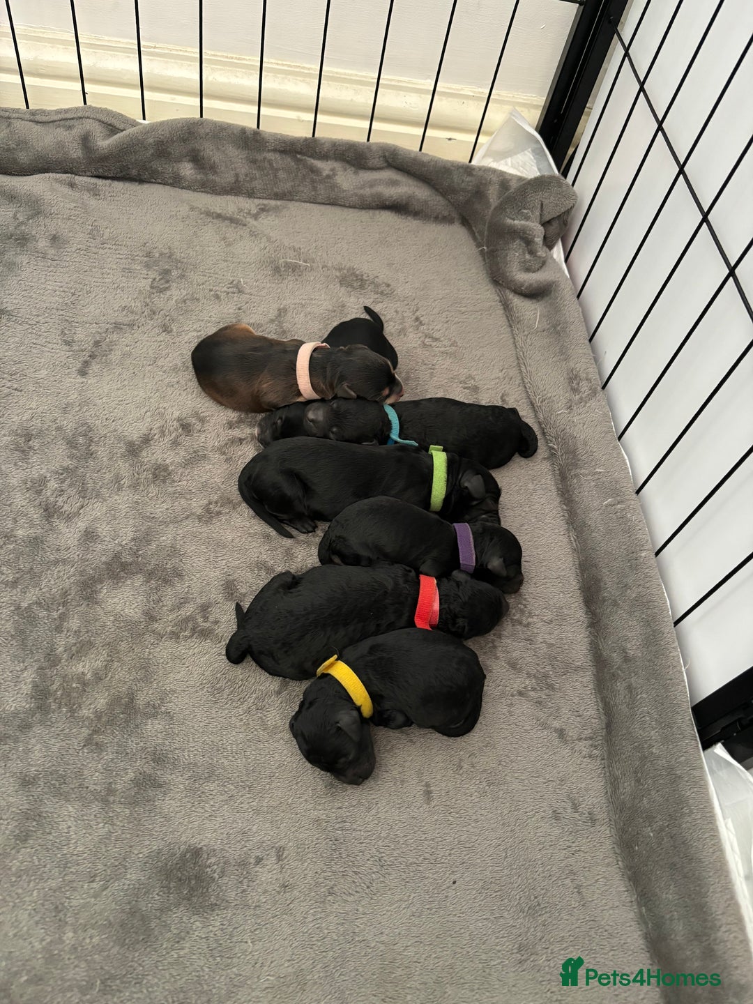 Cockapoo dogs for sale: F2B cockapoo puppies  - Image 1