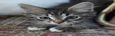 Siberian 2