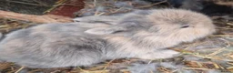 Mini Lion Lop rabbits for sale: 5 mini lion Lops ready to leave 23rd October - Advert 8