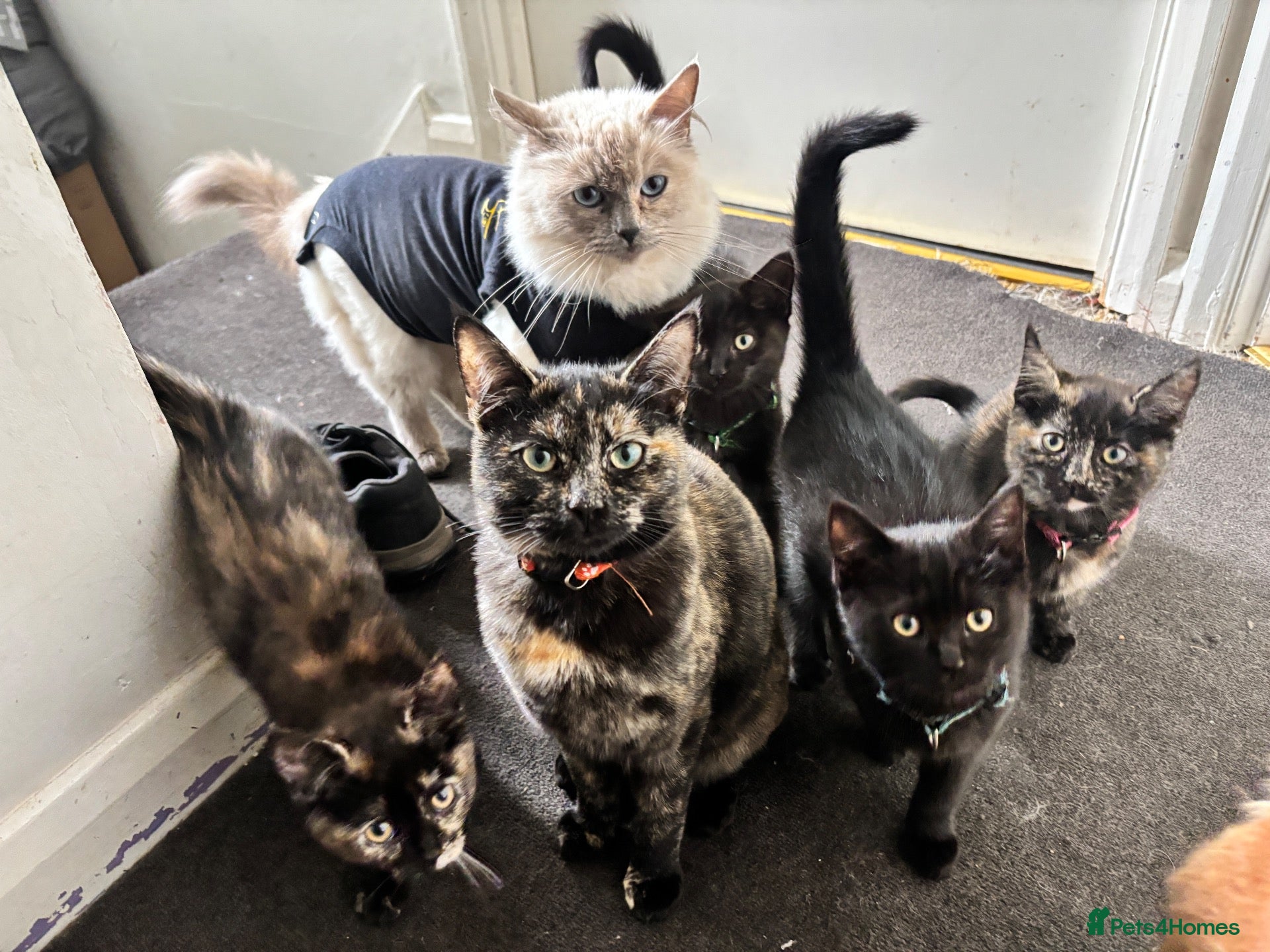 Mixed Breed cats 5 gorgeous ragdoll x girls looking for loving home - Advert 1