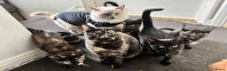 Mixed Breed cats for sale: 5 gorgeous ragdoll x girls looking for loving home in Ilkeston - Advert 1