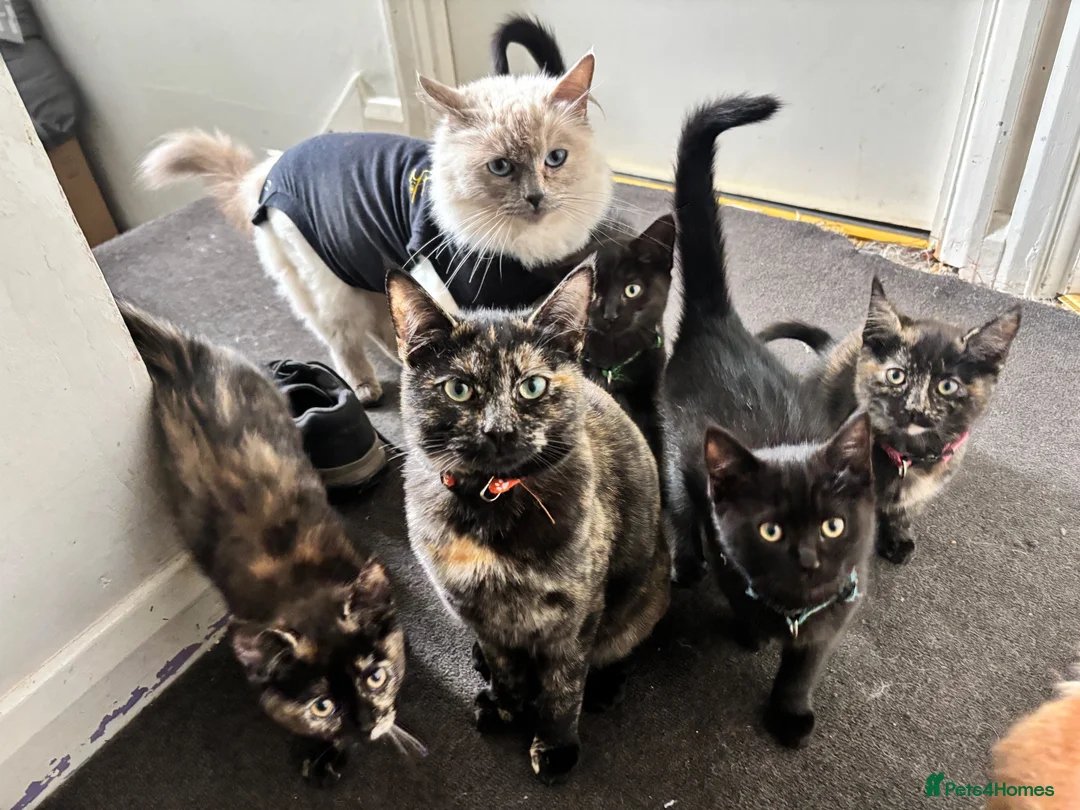 Mixed Breed cats for sale: 5 gorgeous ragdoll x girls looking for loving home in Ilkeston - Advert 1