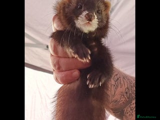 Ferret rodents Ferrets for sale - Advert 1