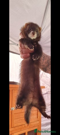 Ferret rodents Ferrets for sale - Advert 4