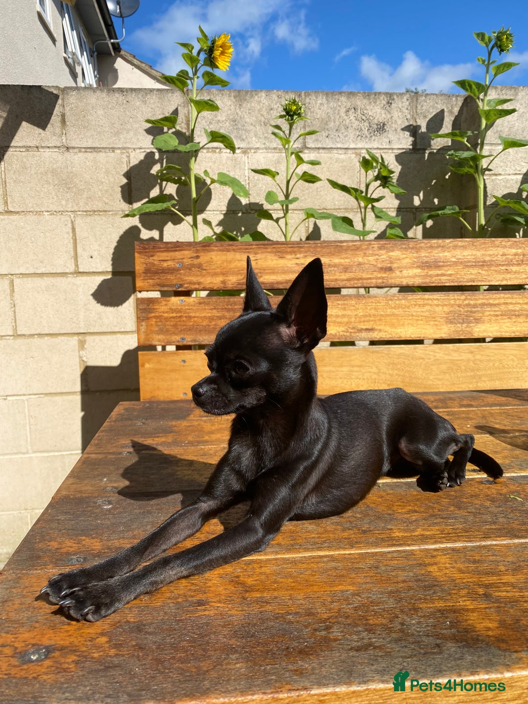 Chihuahua dogs for sale: KC Reg short-hair Chihuahua apple-headed puppies - Advert 7