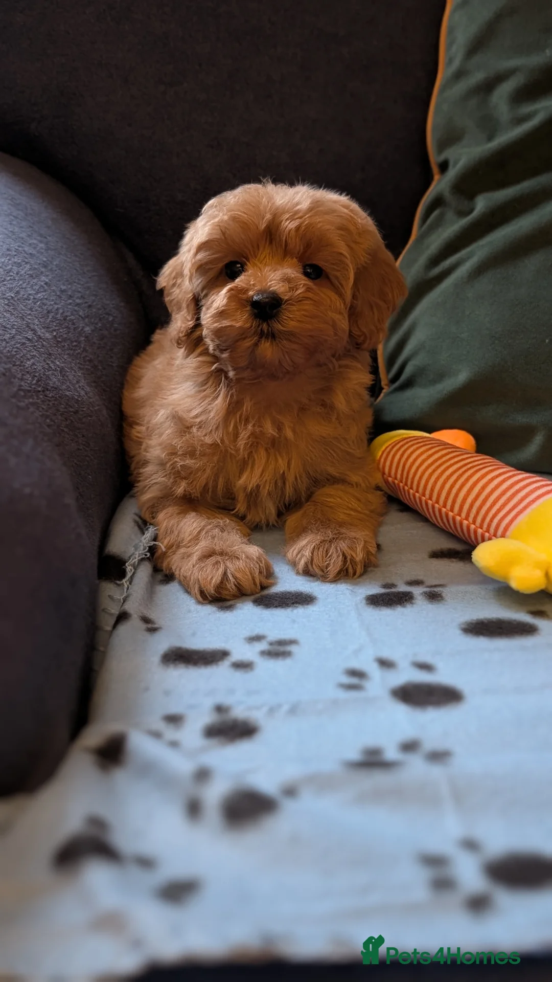 Maltipoo dogs for sale: Toy Maltipoo Puppies - READY NOW - Advert 5
