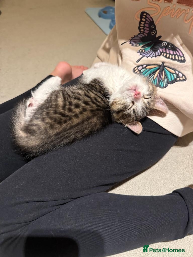 Mixed Breed cats 5 kittens ready for new homes - Advert 3