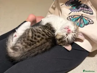 Mixed Breed cats 5 kittens ready for new homes - Advert 1