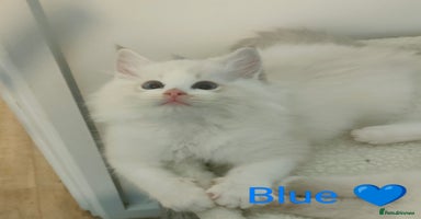 Ragdoll cats - Advert 1