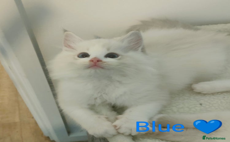 Ragdoll cats - Advert 6