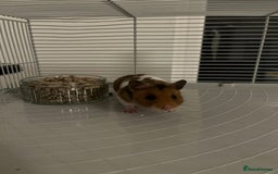 Hamster rodents for sale: Syrian hamster needing adoption  - Image 2