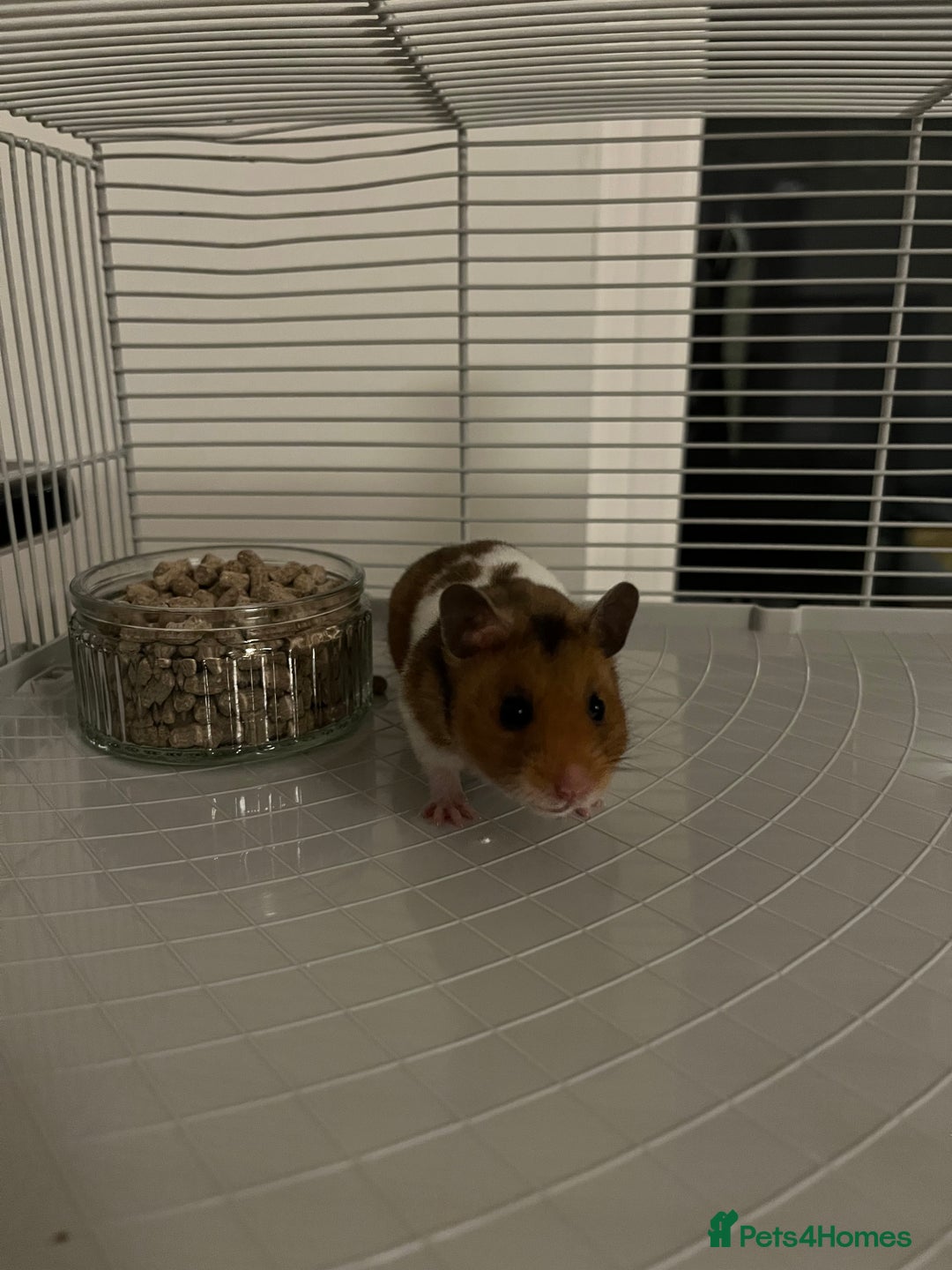 Hamster rodents for sale: Syrian hamster needing adoption  - Image 2