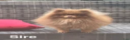 Pomeranian dogs for sale: READY NOW! KC✨DNA 100% POM!🧬HEALTH TESTED!🧬 - Advert 7