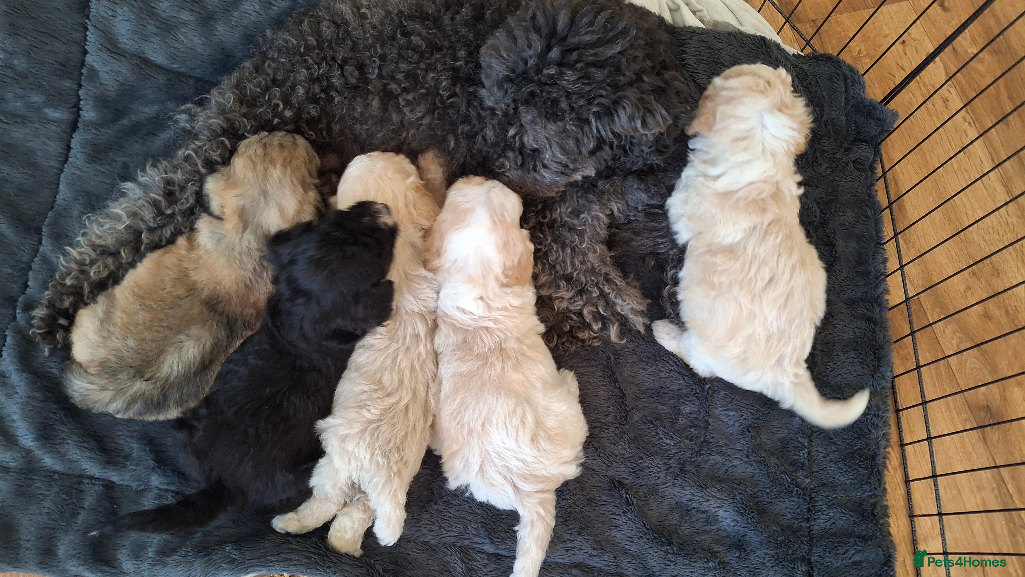 Maltipoo dogs Ready now Beautiful fluffy pups - Advert 18