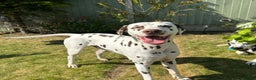 Dalmatian dogs for sale: Liver spotted Dalmatians  - Advert 17