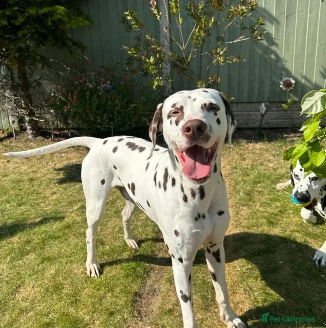Dalmatian dogs for sale: Only 1 boy available  - Advert 13