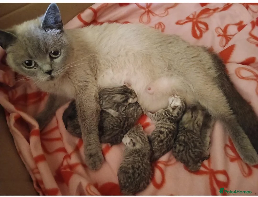 British Shorthair cats for sale: Beautiful British Shorthaired kittens  - Advert 4