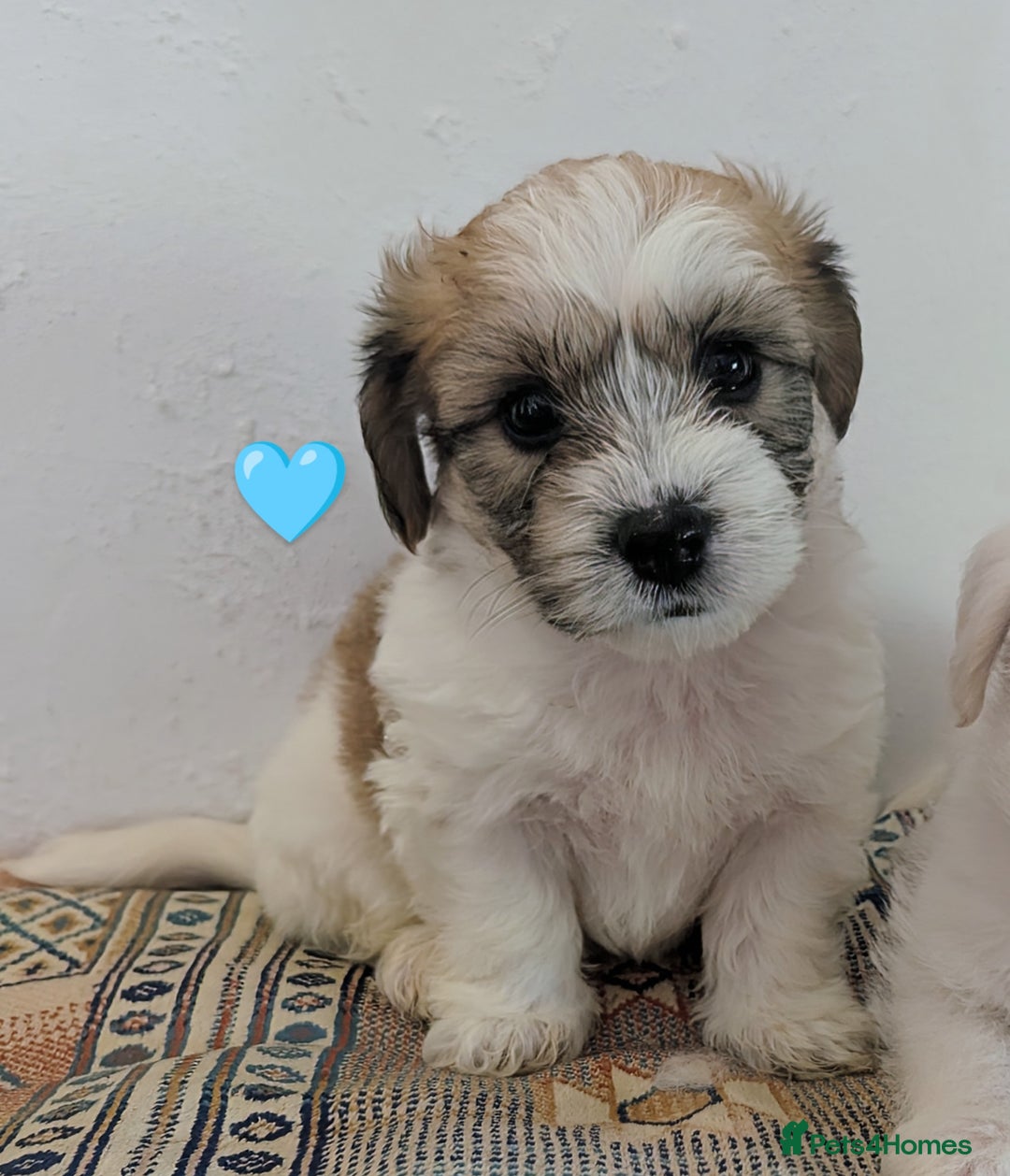 Cavachon dogs for sale: Cavachon Puppies - excellent example!  - Image 16