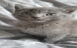 British Shorthair cats for sale: 4 adorable kittens wanting forever homes  - Image 5