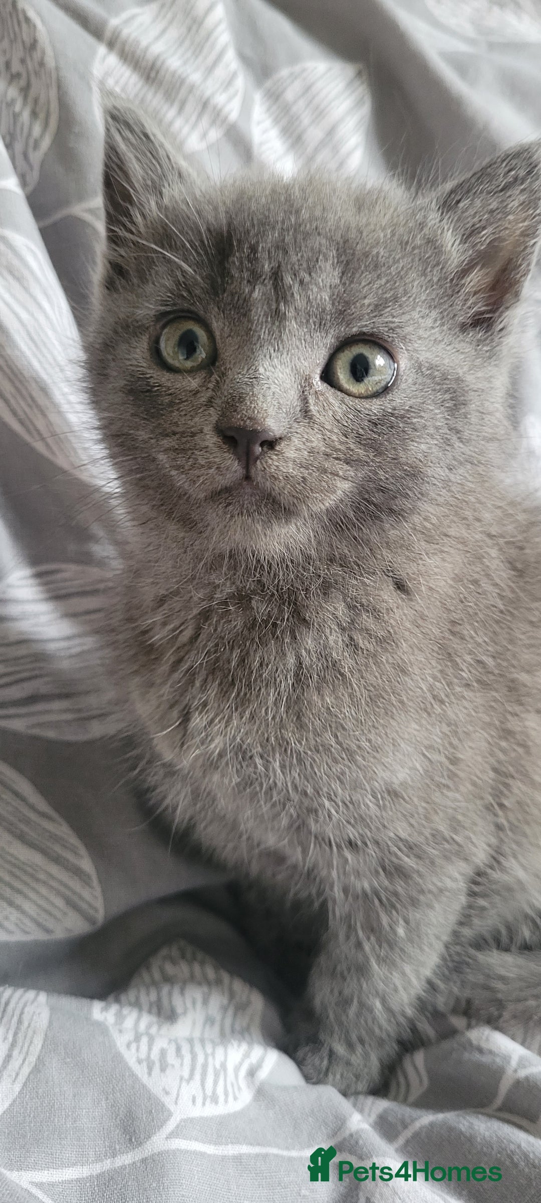 British Shorthair cats for sale: 4 adorable kittens wanting forever homes  - Image 5