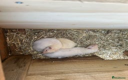 Ferret rodents for sale: Ferrets for sale - Image 3