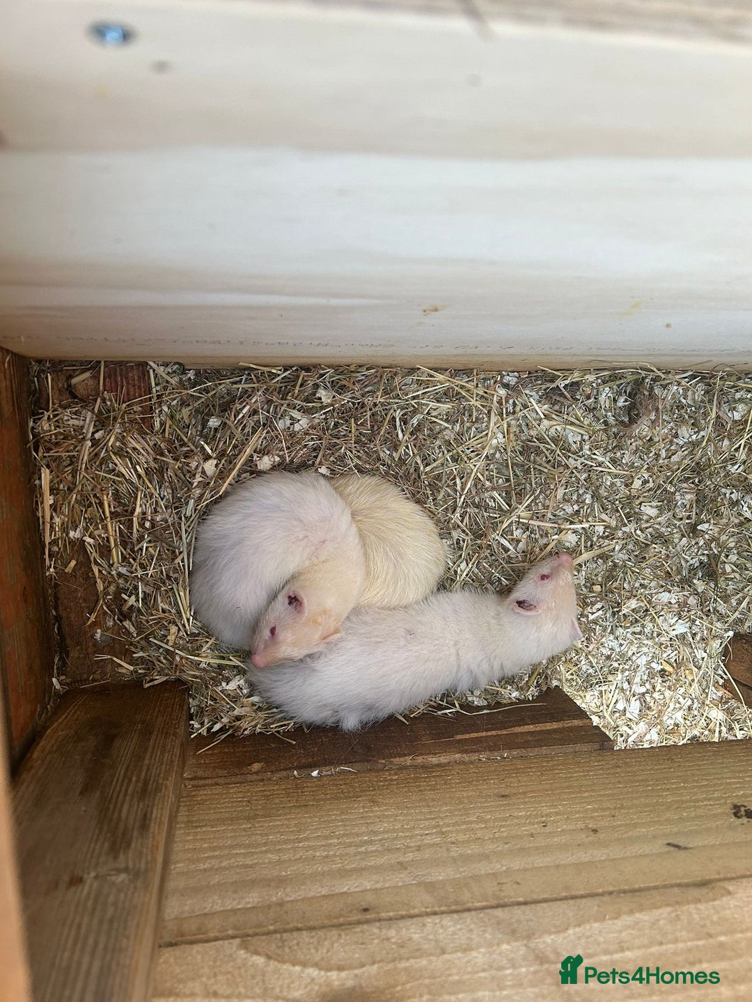 Ferret rodents for sale: Ferrets for sale - Image 3