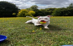 Mixed Breed dogs for sale: Staffordshire bull terrier mix  - Image 1