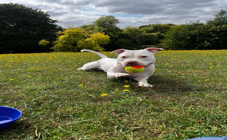 Mixed Breed dogs - Advert 2