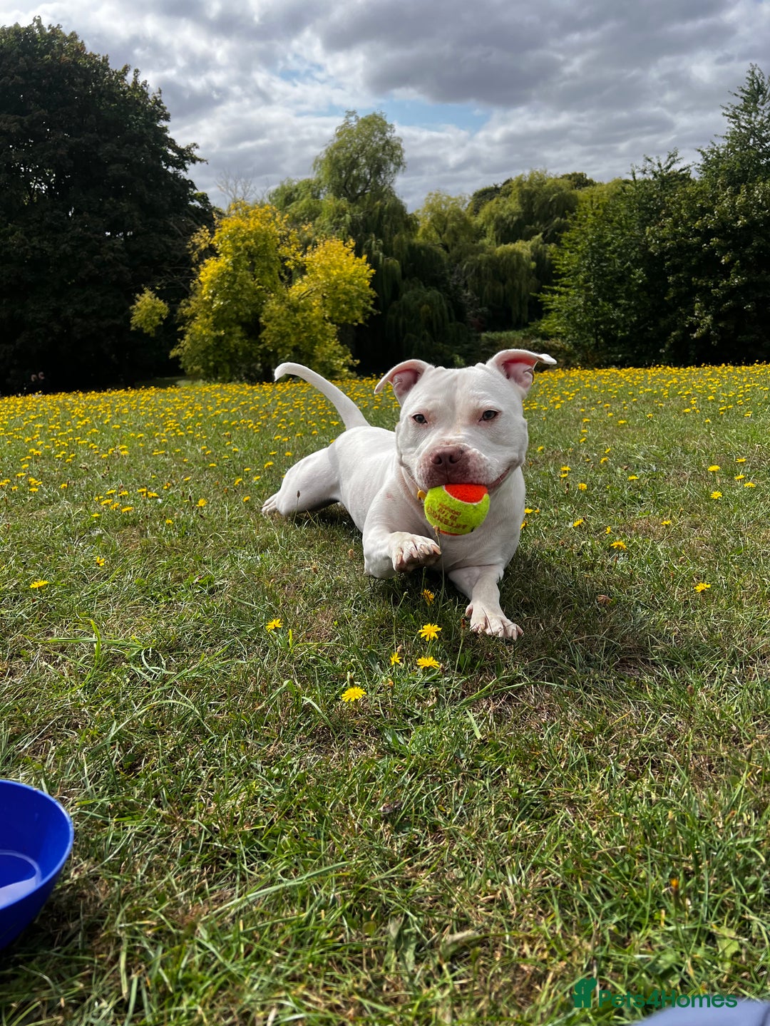Mixed Breed dogs for sale: Staffordshire bull terrier mix  - Image 1