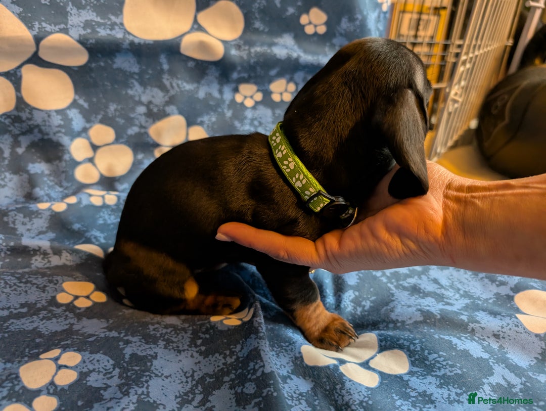 Dachshund dogs for sale: Dachshund Puppies - Image 16