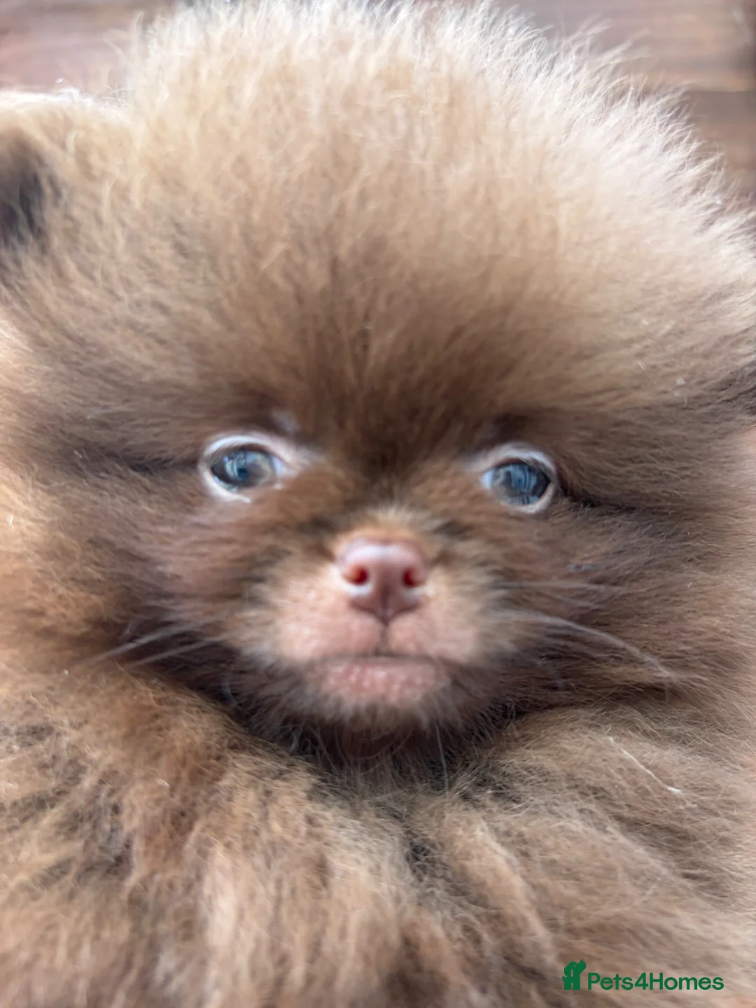 Pomeranian dogs for sale: Amazing Poms teddy bear🐻 1 left  - Advert 2