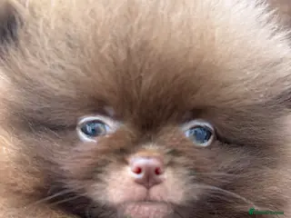 Pomeranian dogs Amazing Poms teddy bear🐻 1 left - Advert 1