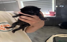Mixed Breed cats for sale: 2 male kittens  - Image 2