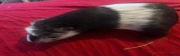 Guinea Pig rodents for sale: Female guinea pigs  - Advert 5